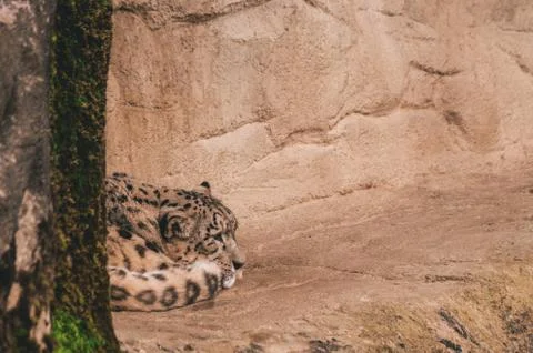 Zoo leopard Stock Photos