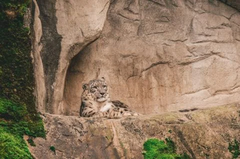 Zoo leopard Stock Photos
