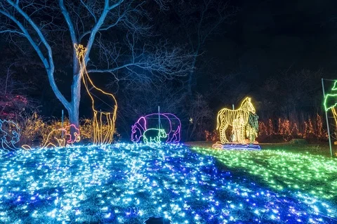 Zoo Lights Timelapse, Denver Stock Footage 114324727