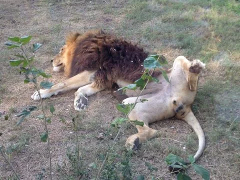 Zoo Lion Exposing Himself While Scratching Back on Grass Stock Photos