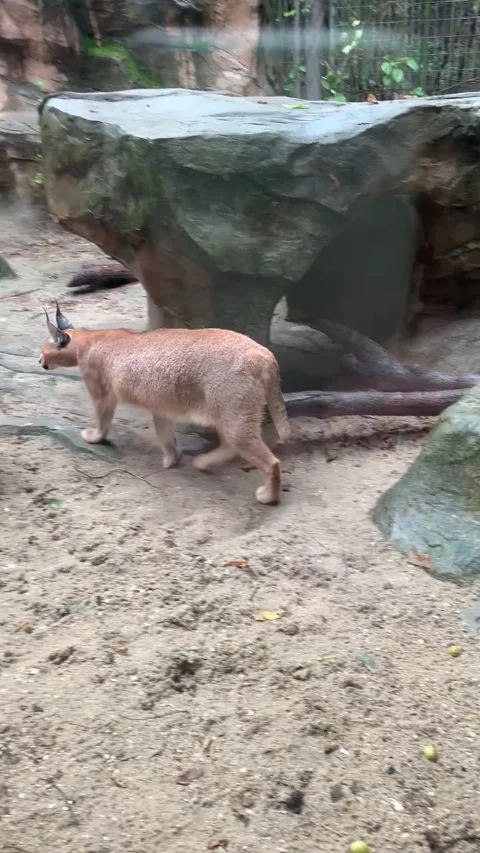 Zoo lynx in Shanghai Video stock 342561367