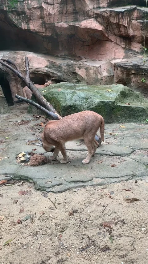 Zoo lynx in Shanghai Vídeo Stock 342561368