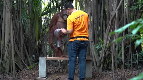 A zoo man cleaning a gorilla . Stock Footage 246800909
