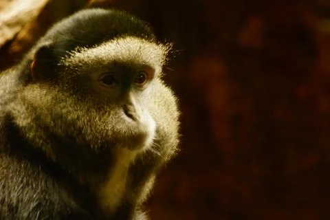 Zoo monkey portrait Stock Photos