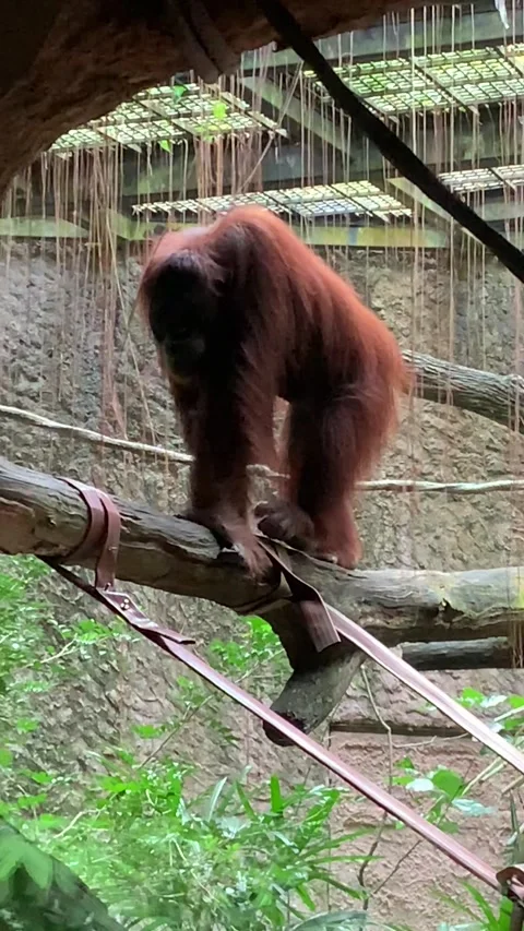 Zoo monkey in Singapore Stockbeeldmateriaal 344577741