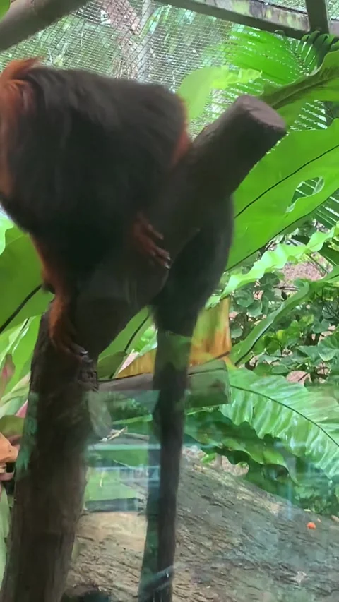 Zoo monkey in Singapore 库存影片 344579051