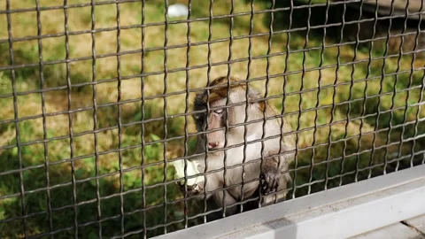 ZOO: Monkey in a zoo behind bars eats cabbage Stock Footage 133254044