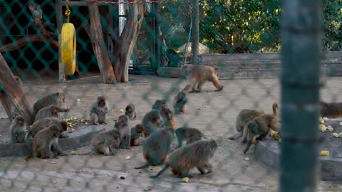 Zoo Monkeys Playing And Jumping Stock Footage 307606044