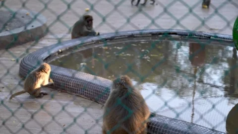 Zoo Monkeys Playing And Jumping Stock Footage 307606052