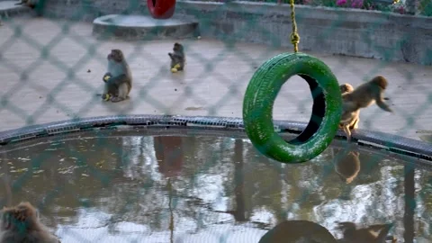 Zoo Monkeys Playing And Jumping Stock Footage 307606071