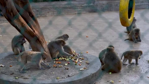 Zoo Monkeys Playing And Jumping Stock Footage 307606100