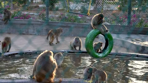Zoo Monkeys Playing And Jumping Stock Footage 307606153