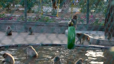 Zoo Monkeys Playing And Jumping Stock Footage 307606165