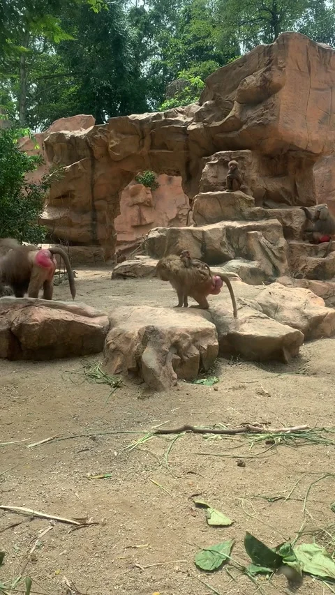 Zoo monkeys in Singapore Видео 344579601