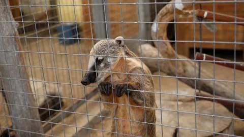 Zoo: Nosoha is in a cage behind bars Stock Footage 133253786