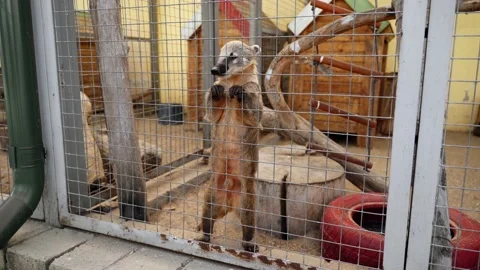 Zoo: Nosoha is in a cage behind bars Stock Footage 133253848