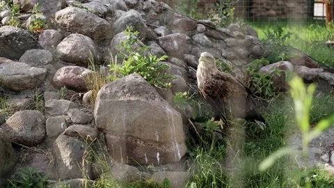 Zoo: Orlan behind bars Stock Footage 133254360