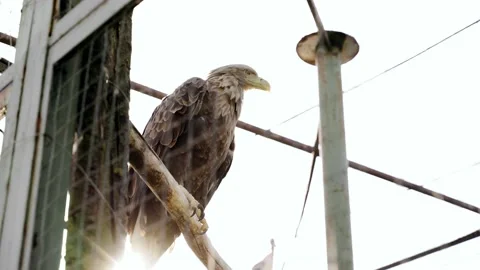 Zoo: Orlan behind bars Stock Footage 133254470