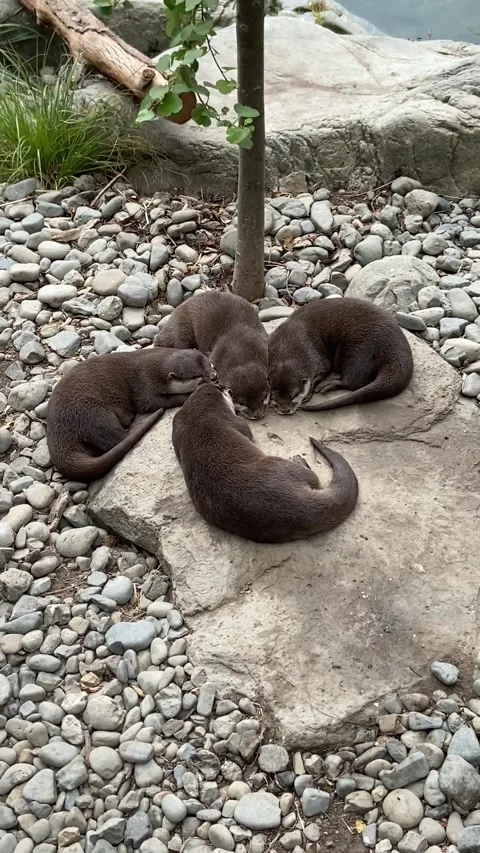 Zoo Otters in Wellington 動画素材 344255859