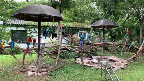 Zoo parrots in Shanghai Stock Footage 342561290