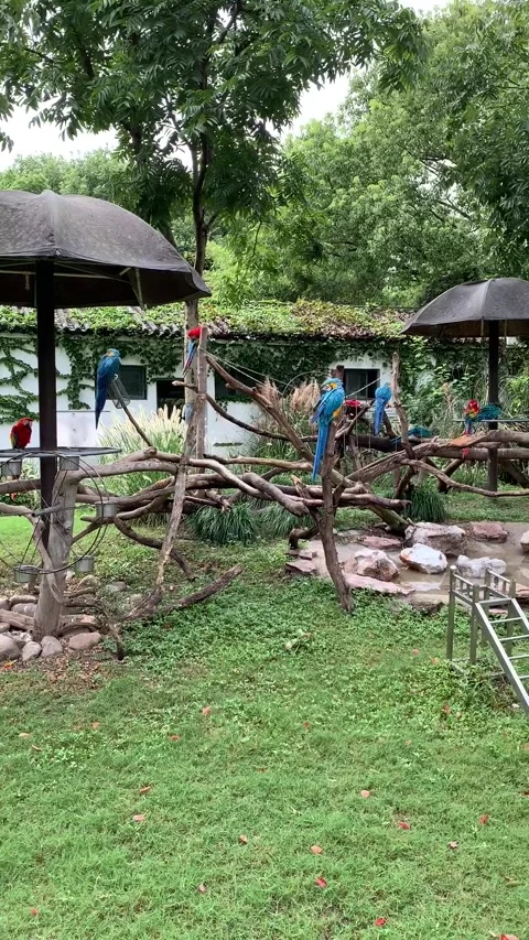 Zoo parrots in Shanghai Stock-Footage 342561292