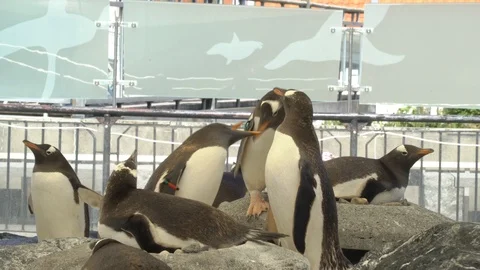 Zoo penguin Video stock 99499371