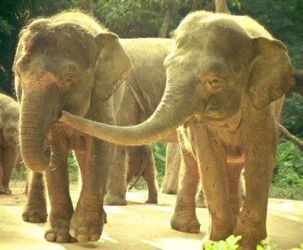 Zoo Stock Photos