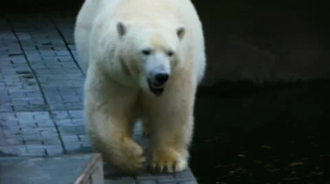 Zoo. Polar bear Stock Footage 12291963