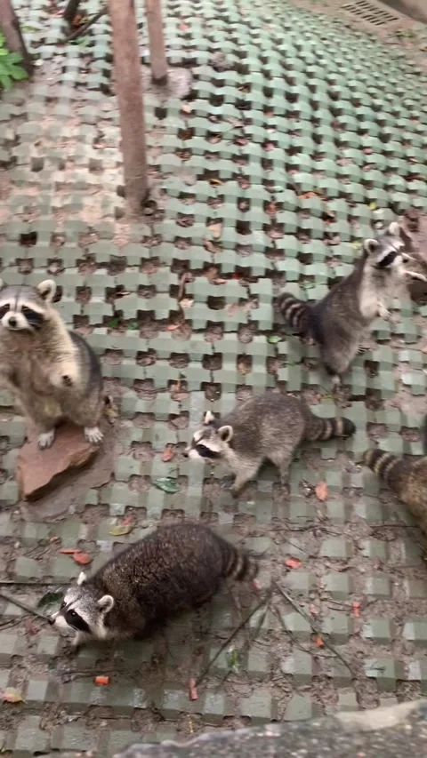 Zoo racoons in Shanghai Vídeo Stock 342561345