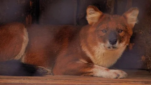 In the zoo Red wolf lying in the cell and resting Видео 71583295