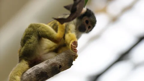 Zoo Squirrel Monkey Low Angle View of Primate Scratch on Branch in Belgium Stock Footage 338372180