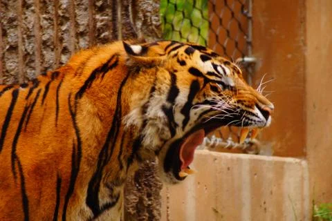 Zoo tiger open-mouth Stock Photos