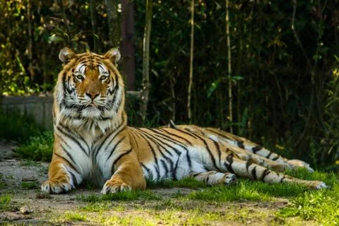 Zoo tiger Stock Photos