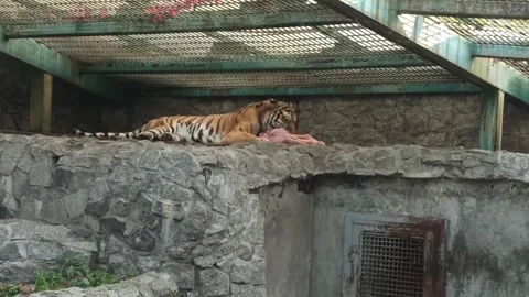 Zoo Tiger Resting on Rock. Stock Footage 305862460