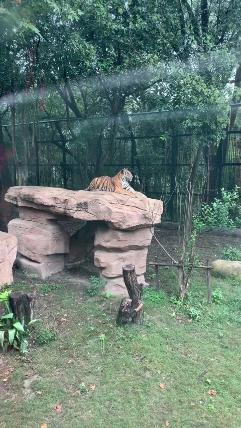 Zoo tiger in Shanghai Stock Footage 342561305