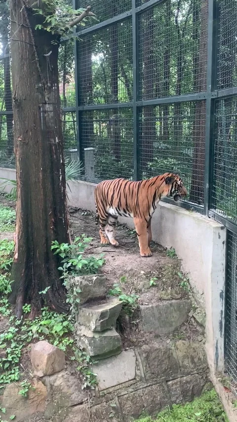 Zoo tiger in Shanghai Video stock 342561332