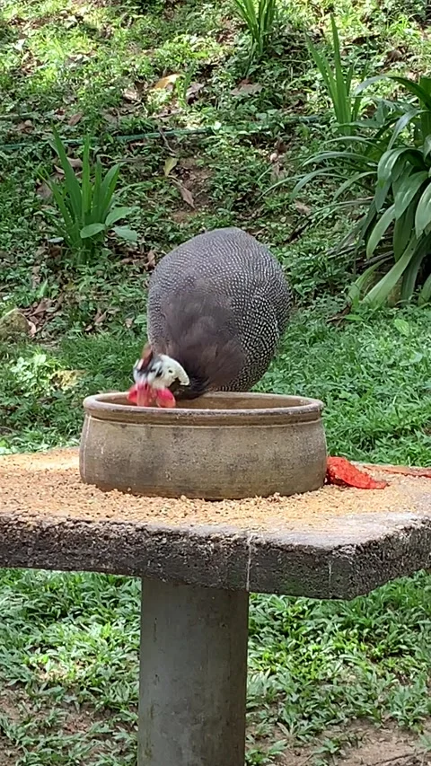 Zoo turkey in Kuala Lumpur Stock-Footage 343445172