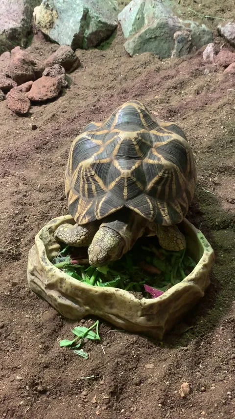 Zoo turtle in Singapore Видео 344577636