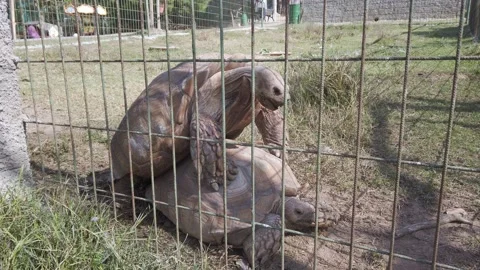 Zoo. Two large turtles mate in aviary. Copulating reptiles. Dry cracked earth. Stock Footage 142513398