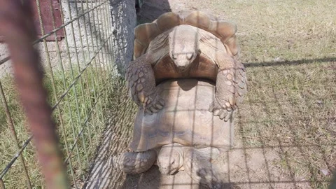 Zoo. Two large turtles mate in aviary. Copulating reptiles. Dry cracked earth. Stock Footage 142513414