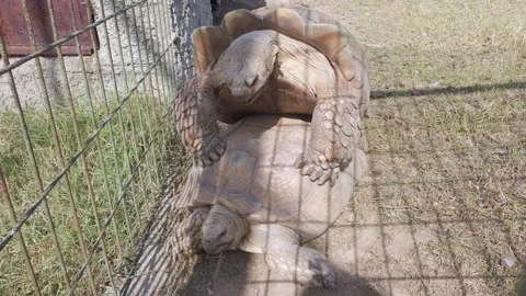 Zoo. Two large turtles mate in aviary. Copulating reptiles. Dry cracked earth. Stock Footage 142513416