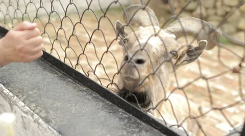 A zoo visitor playing with animals Stock Footage 65388235