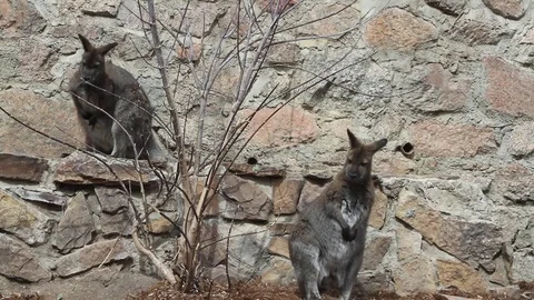 Zoo wallabies Vídeo Stock 73519147