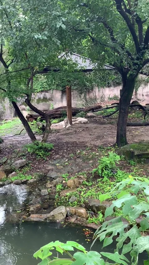 Zoo white tiger in Shanghai Video stock 342561346