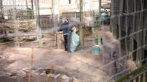 Zoo worker diligently tends to the animals, carefully distributing hay from the Vidéo 270902516