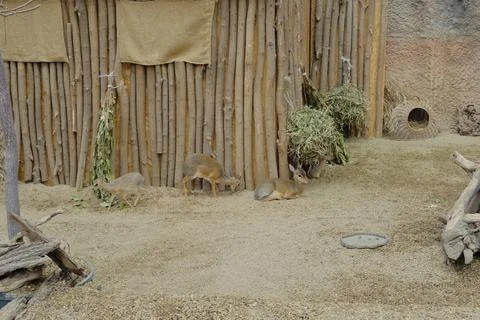 Zoo in Wroclaw Stock Photos