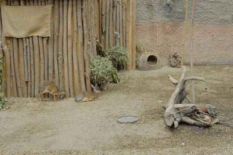 Zoo in Wroclaw Stock Photos