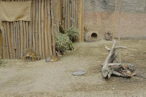 Zoo in Wroclaw Stock Photos