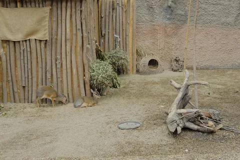 Zoo in Wroclaw Stock Photos