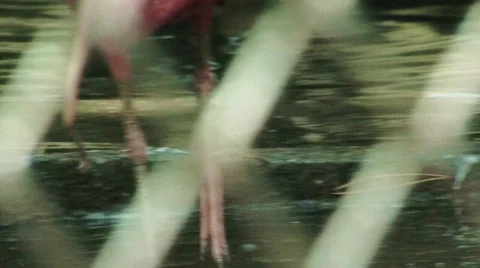 Zoo1 Stock Footage 740519